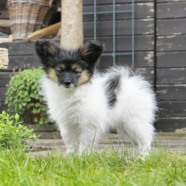 Remarkable Papillon Puppies Available Image eClassifieds4u