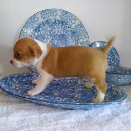 Smooth coat Dachshund Puppies available Image eClassifieds4u