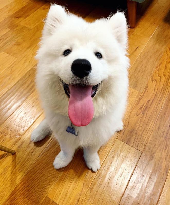 Snow white Samoyed Puppies available Email at ⇛⇛[peterparkertempleton@gmail.com]💕Delivery pos Image eClassifieds4u