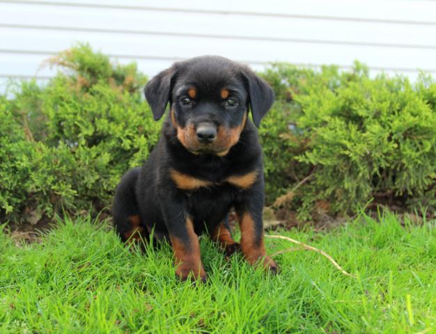 Stunning Male and Female Rottweiler Puppies available for adoption Image eClassifieds4u