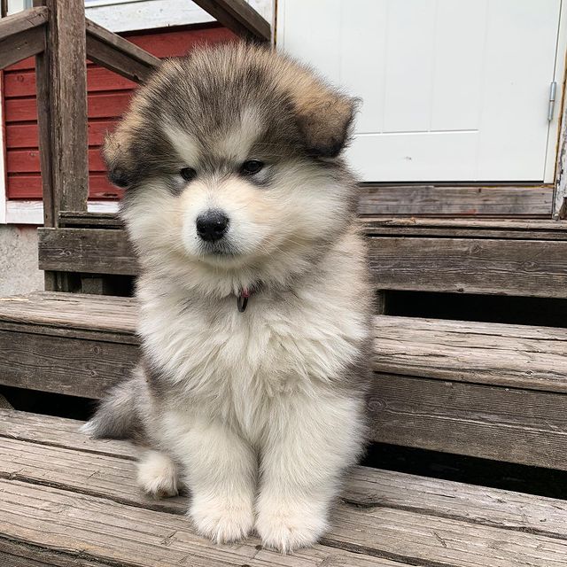 Super Adorable Ckc Chow Chow Puppies Image eClassifieds4u