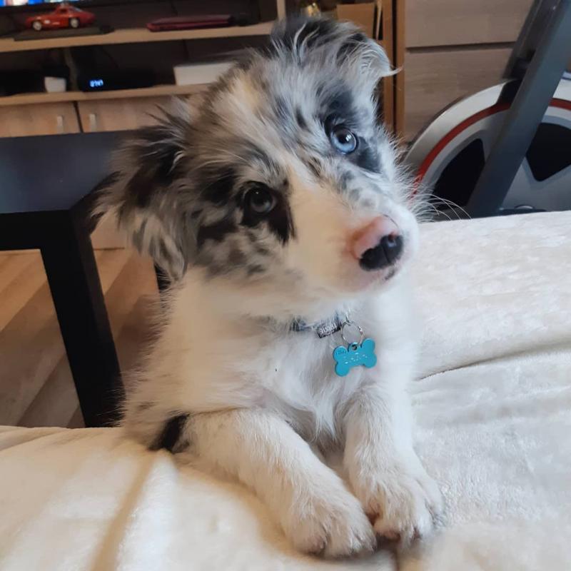 Super Border Collie puppies male and female ready for new homes Image eClassifieds4u