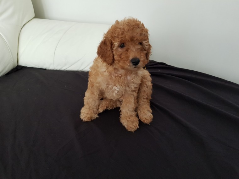 Sweet Lovely Teacup Toy Poodle Puppies For Adoption Image eClassifieds4u