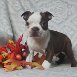Top quality Male and Female Boston Terrier puppies Email at ⇛⇛ [brookthomas490@gmail.com] Image eClassifieds4u