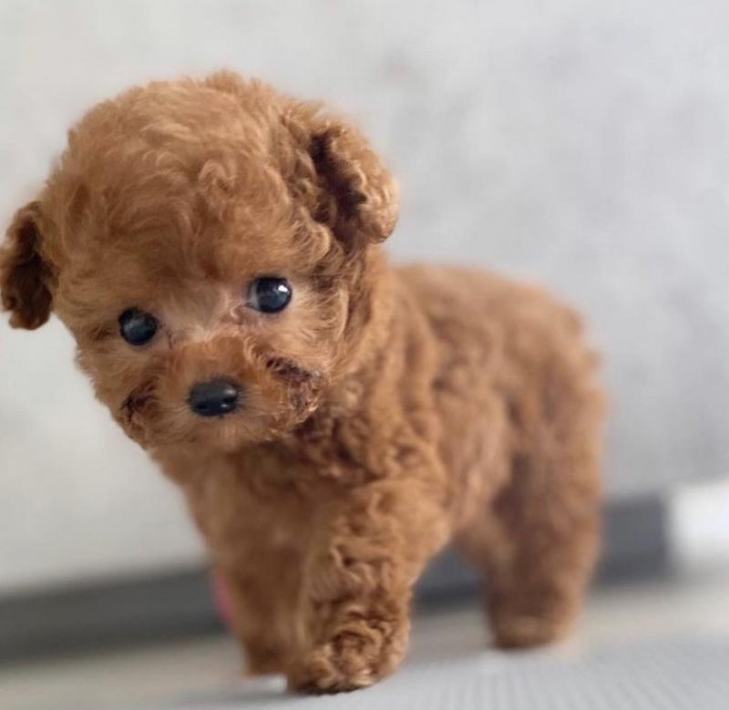Toy Poodle Puppies✿✿ Email at ⇛⇛ [peterparkertempleton@gmail.com] Image eClassifieds4u