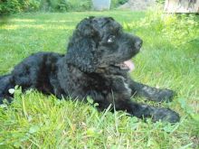 Adorable Bernedoodle puppies.