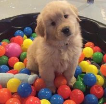 Beautiful Golden Retriever puppies +??+ +??+