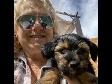 Biewer Terrier Pups now good to go to their forever homes!