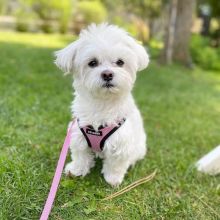 Maltese Puppies for new home.