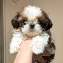 sweet Shih Tzu puppies now ready for approved homes only.