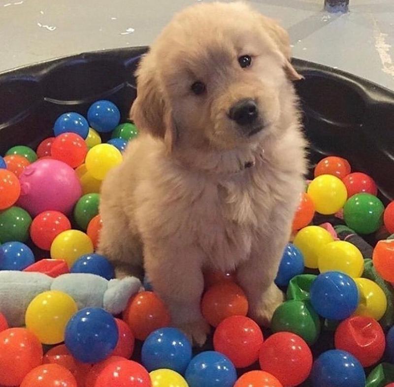 Beautiful Golden Retriever puppies +??+ +??+ Image eClassifieds4u