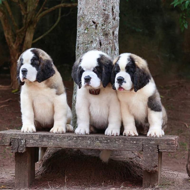 Cute Saint Bernard Puppies Ready To Leave now. Image eClassifieds4u
