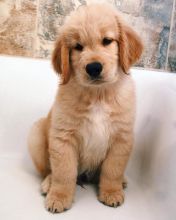 Beautiful Golden Retriever puppies +??+ +??+ Image eClassifieds4u 2
