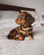 Dachshund puppies now available . Image eClassifieds4u 3