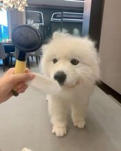 Samoyed puppies now available for sale. Image eClassifieds4u 1