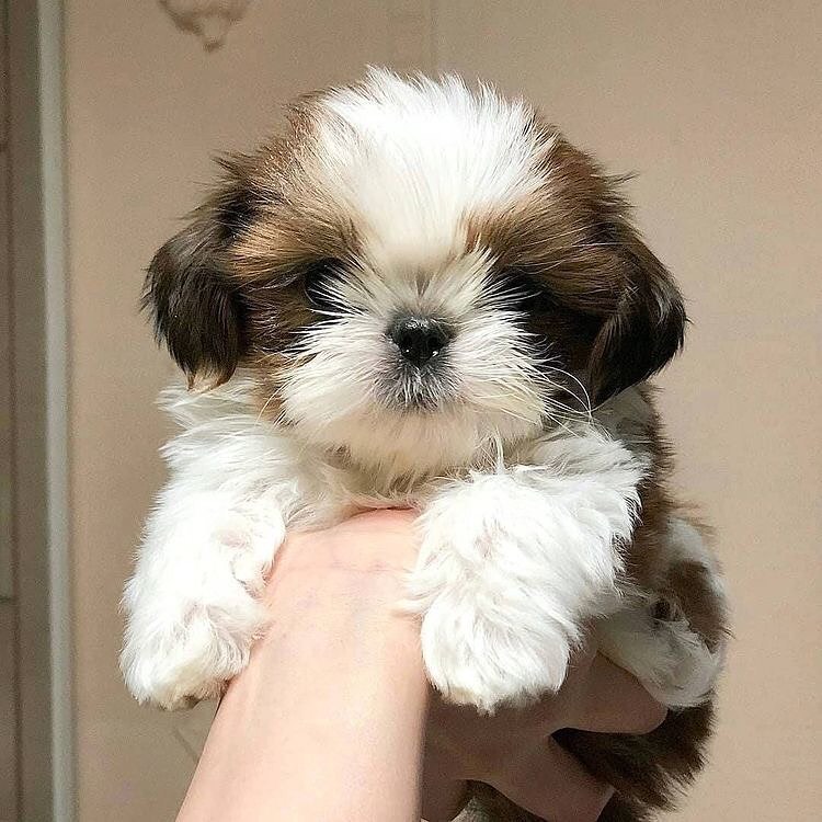 sweet Shih Tzu puppies now ready for approved homes only. Image eClassifieds4u