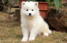 Affectionate Samoyed Puppies For Adoption