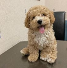 Cute Lovely Cavapoo Puppies male and female for adoption