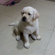 Fantastic Male Female Labrador Puppies Now Ready For Adoption
