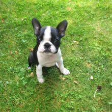 Healthy Boston Terrier Puppies Available Now