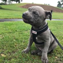 Lovely Cute Blue Nose Pitbull Puppies For Adoption