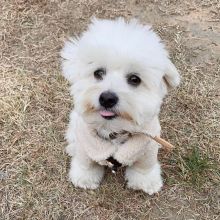 Pure White Maltese Ready For New Home