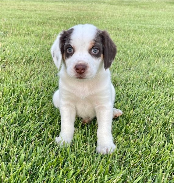 C.K.C MALE AND FEMALE BEAGLE PUPPIES AVAILABLE Image eClassifieds4u