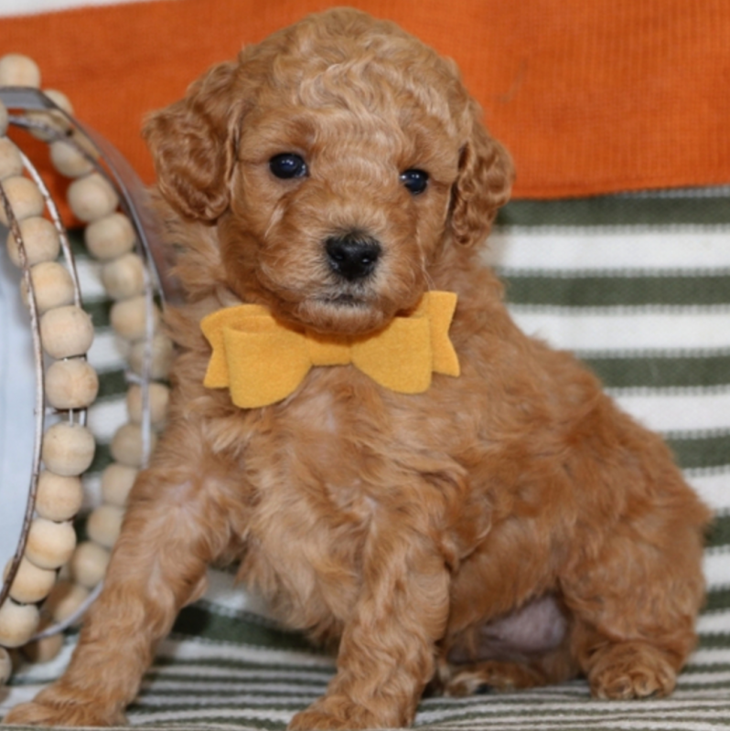 Goldendoodle puppies available Image eClassifieds4u