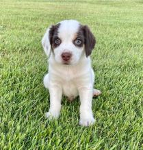 C.K.C MALE AND FEMALE BEAGLE PUPPIES AVAILABLE Image eClassifieds4U