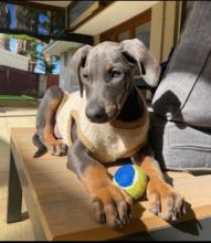 Cute Doberman puppies available Image eClassifieds4U