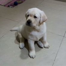 Fantastic Male Female Labrador Puppies Now Ready For Adoption Image eClassifieds4U