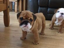 Healthy English Bulldog Puppies Available Now Image eClassifieds4U