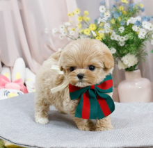 Maltipoo male and female puppies available Image eClassifieds4u 3