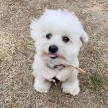 Pure White Maltese Ready For New Home Image eClassifieds4U