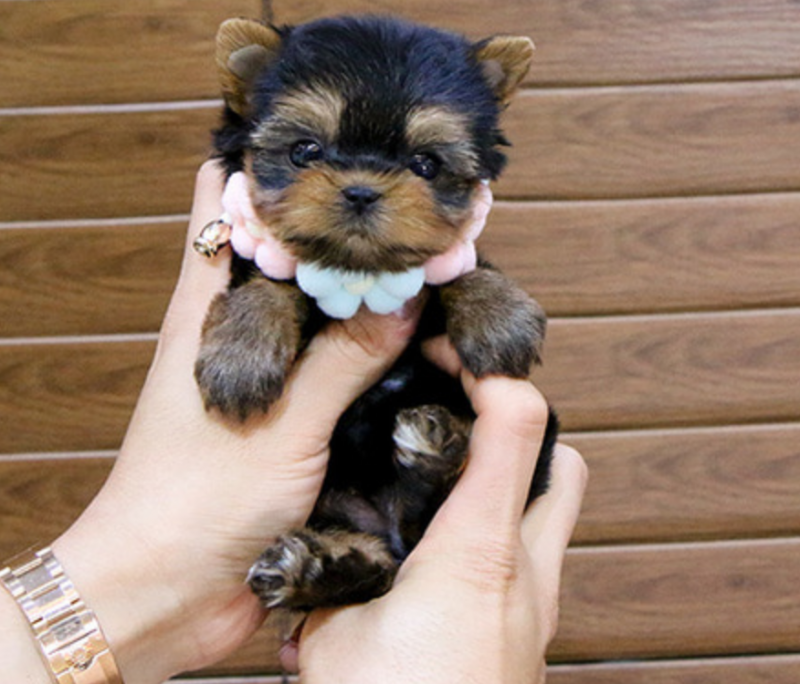 Teacup Yorkie puppies available Image eClassifieds4u