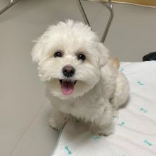 Pure White Maltese Ready For New Home