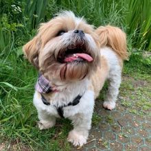 Stunning Shih Tzu Puppies For Adoption