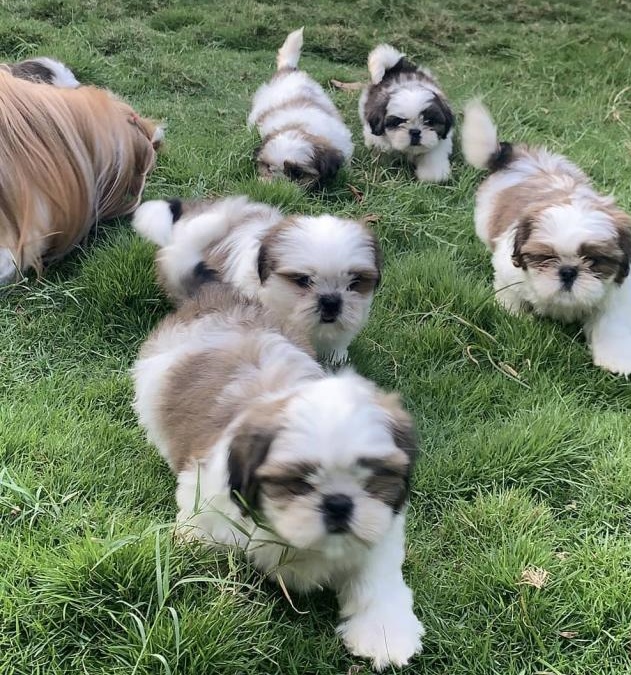 Lovely Shih Tzu puppies for Adoption Image eClassifieds4u