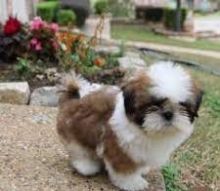 Lovely Shih Tzu puppies for Adoption Image eClassifieds4u 3