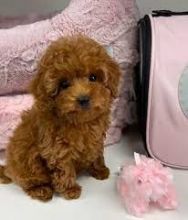 Adorable male and female poodle puppies