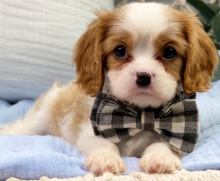 Calvalier King charles spaniel puppies ready to go