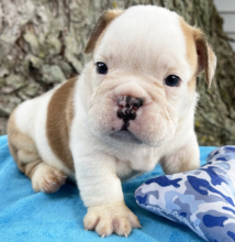 English bulldog puppies available for you