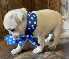 Fawn and Black pug puppies available