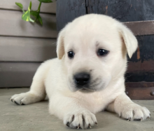Home raised Labrador puppies available