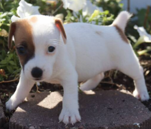 Jack russell puppies available now
