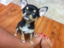 lovely mini toy chihuahua puppies for adoption