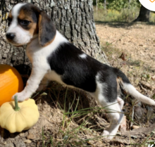 Tri color Beagle puppies available
