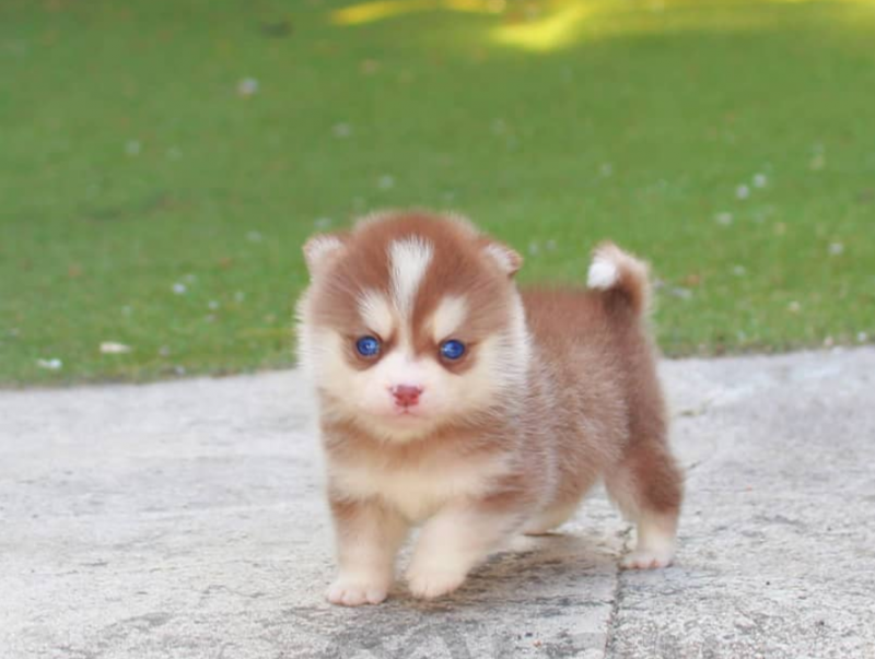 Beautiful Pomsky puppies available Image eClassifieds4u