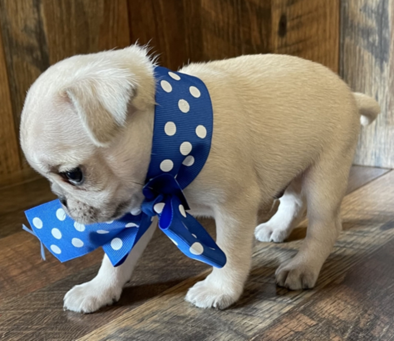 Fawn and Black pug puppies available Image eClassifieds4u