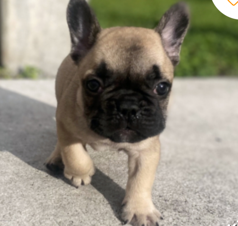 Frenchie pupies available now Image eClassifieds4u